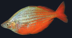 TROPICAL (für tropische Fische) Discus Pellets Für alle Diskus-Arten geeignet, einschließlich Diskus aus freier Wildbahn und Nachzuchten.