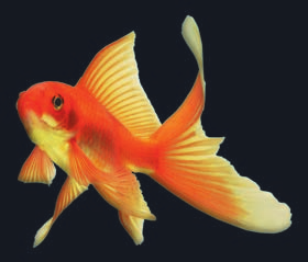 COLDWATER (für Kaltwasserfische) Umsetzung unserer bekannten Technologien auf das neue Kaltwassersortiment Goldfish Flakes Goldfish Flakes erlauben eine optimal ausgewogene Ernährung mit durch und
