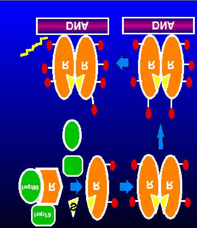 Androgenrezeptor-Aktion (1) Steroid bindet an Rezeptor 1 2, 3 4 5 (2) Löst Hitzeschock-Proteine (3) Konformativer Übergang (4)