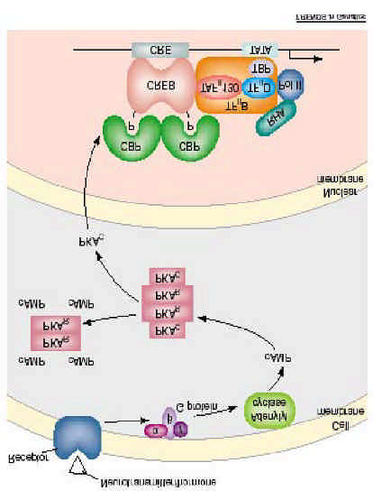 CBP und Neuronale Signalisierung CBP wird aktiviert duch das von der Zelloberfläche des camp (Cyclisches Adenosinmonophosphat) abhängige Signalisieren Andere signalisierende Nervenbahnen konvergieren