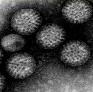 Somatic Phages (DNA) Adenovirus: 80 nm DNAVirus