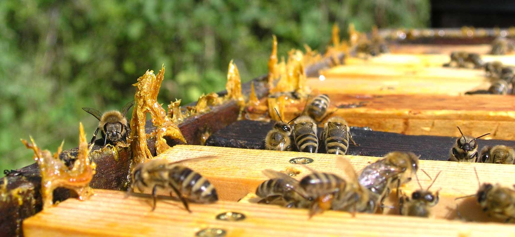 Die Bienen decken kontinuierlich