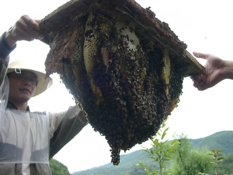 Superorganismus Bienenvolk - der Bien Ein Volk ist mehr als die Summe der Einzelbienen Die einzelnen Bienen kooperieren im Volk wie
