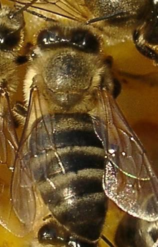 Die Biene ist nicht wehrlos Kutikula undurchlässig Blut flüssigkeit Abwehrzellen Abwehrsubstanzen Wundverschluss Verdauungstrakt Ventiltrichter