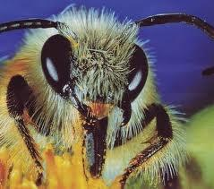 Pestizide in Bienen Pestizide in Bienen: Bis