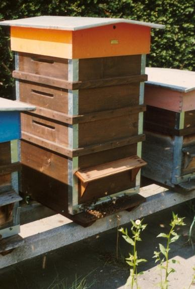 Anzahl Individuen Bienenvolk: saisonale Entwicklung 40'000 35'000