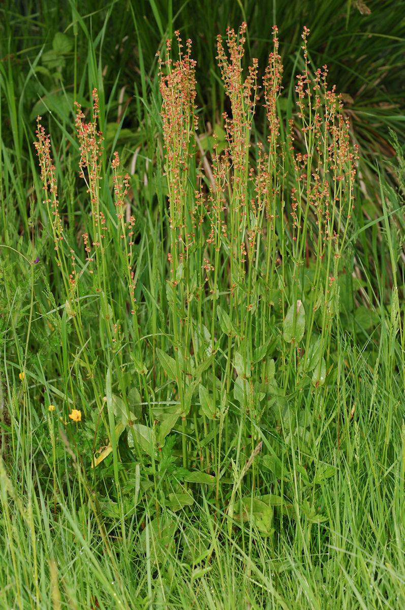 Giftpflanzen frischer und trockener Standorte Sauerampfer (Rumex