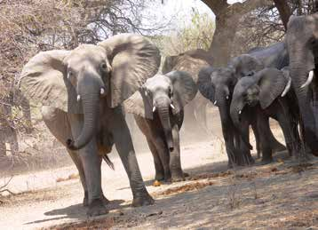 1 Die Serengeti ist zweifellos das bekannteste Tierparadies der Welt, unvergleichlich in ihrer Schönheit und in ihrem wissenschaftlichen Wert. Ihre Berühmtheit verdankt die Serengeti nicht zuletzt Dr.