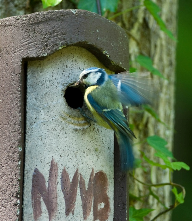 Die Nistkasten des NVVB Der Natur- und Vogelschutzverein Birmensdorf hat über das ganze Gemeindegebiet rund 800 Nistkästen verteilt.