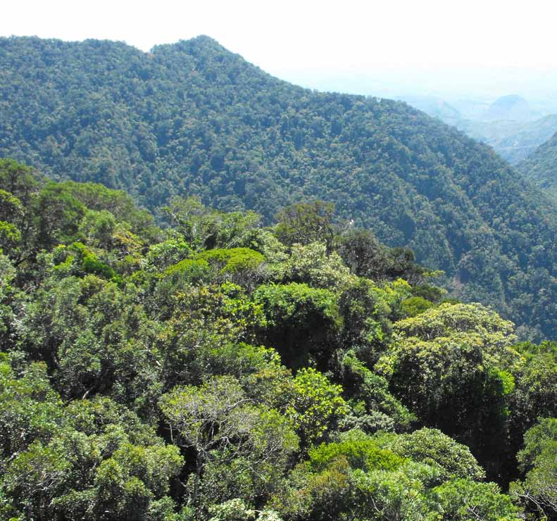 Regenwaldschutz Regenwälder sichern Forests of Hope. Für die Biodiversität der Erde ist der Schutz der Regenwälder von grösster Bedeutung.