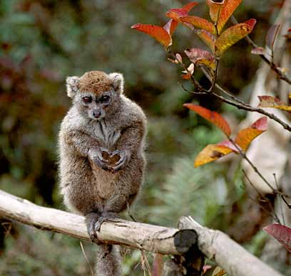 Andriamandranto Ravoahangy, Asity Madagascar Beat Wartmann (2) Lemuren kommen nur auf Madagaskar und den Komoren vor.