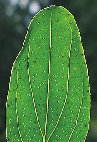 Heilpflanzenporträt DHZ PRAXIS 23 Abb. 1 Foto: MichaelGasperl / WikiCommons Dunkle Punkte in den Blüten-, Kelch- und Laubblättern (s. Abb. 1) sind weitere Zeichen, anhand derer man das blühende Echte Johanniskraut von den anderen Johanniskräutern unterscheiden kann.