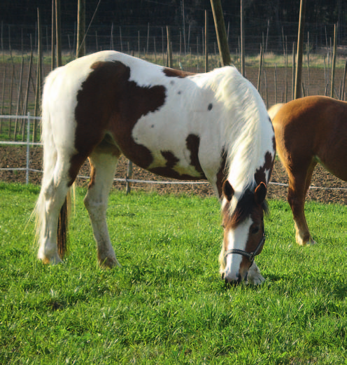 Im Gegensatz zu herkömmlichen Weiden für Nutztiere muss die Pferdeweide mehreren Anforderungen gleichzeitig gerecht werden.