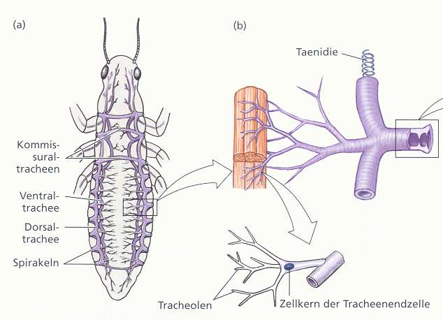 Atmung Tracheen und Kiemen Ontogenese: ektodermale hohle Einstülpungen der Epidermis Abdomen, teilweise Thorax, nie am Kopf