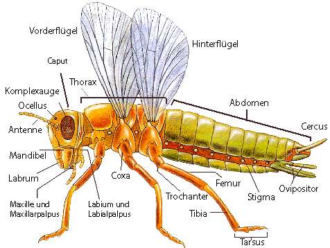 Äußere Anatomie eines Insekts 1. Kopf-Thorax-Abdomen: spezialisierte Tagmata 2.