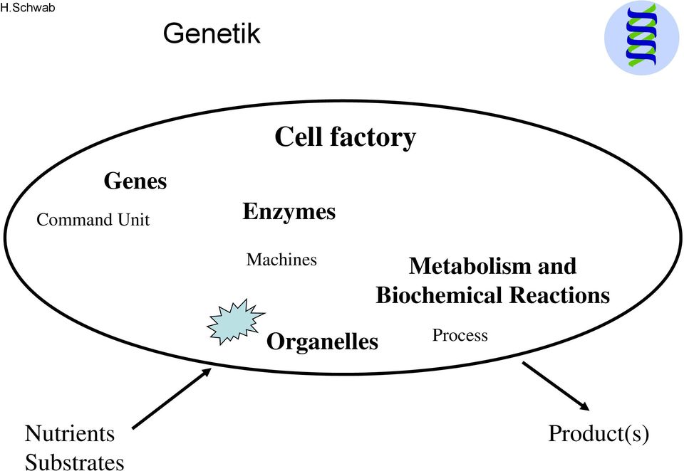 Biochemical Reactions Organelles