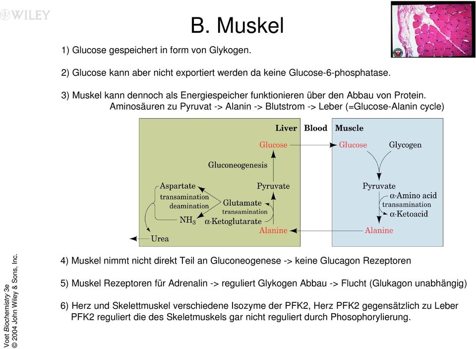 Aminosäuren zu Pyruvat -> Alanin -> Blutstrom -> Leber (=Glucose-Alanin cycle) 4) Muskel nimmt nicht direkt Teil an Gluconeogenese -> keine Glucagon Rezeptoren