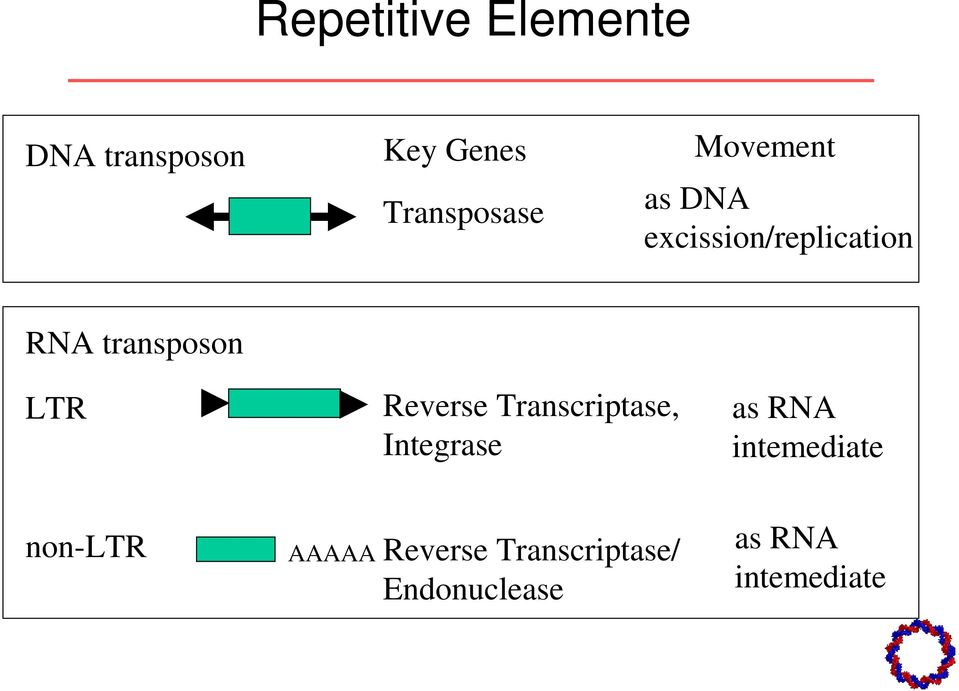 Reverse Transcriptase, Integrase as RNA intemediate