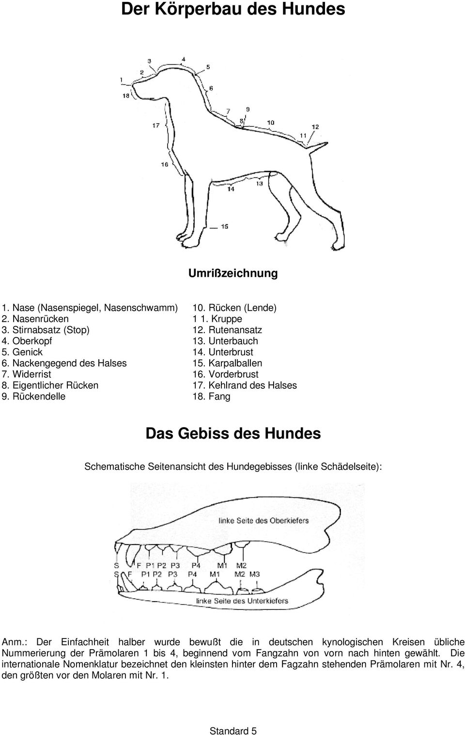 Fang Das Gebiss des Hundes Schematische Seitenansicht des Hundegebisses (linke Schädelseite): Anm.