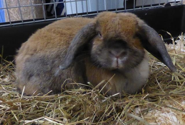 Hoppel Kaninchen mit schlimmer Vergangenheit Hoppel musste ihr bisheriges Dasein in Einzelhaft in einem kleinen Käfig fristen.