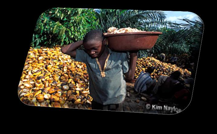 Kinderarbeit Grund-Schema kein Geld für Pestizide schnelle Entwicklung falsches Abschlagen unfachgerechte vieler Keime der Kakaopflanzen Belehrung der Arbeiter