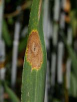 Ende Juni rasches Absterben der jungen Hülsen Auch vegetative Pflaneznteile von Botrytis befallen Neben Roggen auch bei Triticale und Weizen 2009 ungewöhnlich starker Blattbefall mit Schneeschimmel