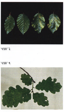 Carla- und Poty- Virusgruppe (Abb. 1 c): flexible Fäden; Übertragung durch.blattläuse, bei Pappeln auch durch Stecklingsvermehrung.Nepo- Virusgruppe (Abb.