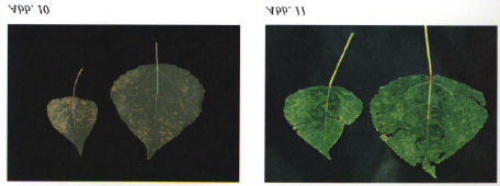 chlorotische Scheckung, sternförmige Fleckung und Ringfleckung (Abb. 10 und 11). Die Blätter bleiben in der Regel kleiner.