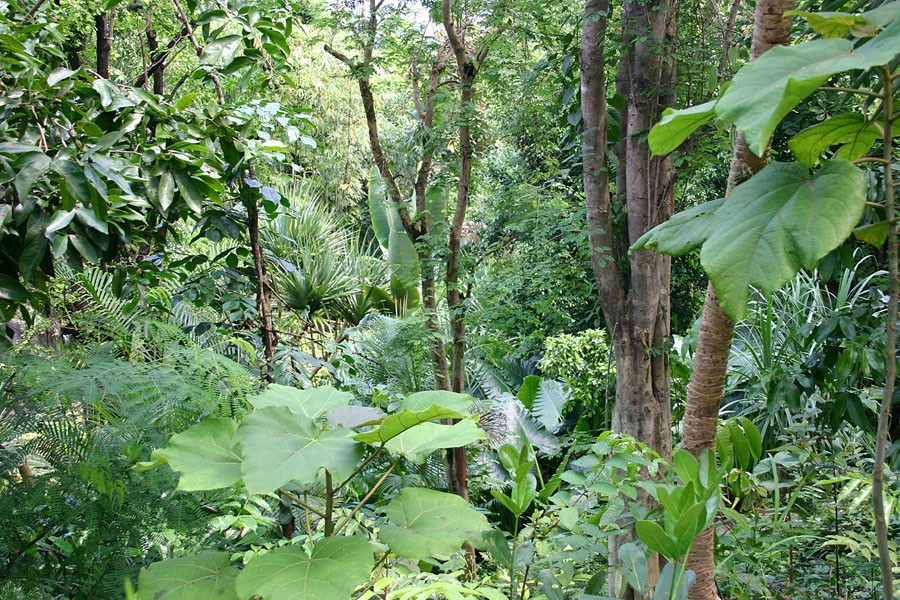 Urwald Seit 1970 wurden über 20 Mio. Hektar der feuchten Tropenwälder in Rinderweiden umgewandelt.
