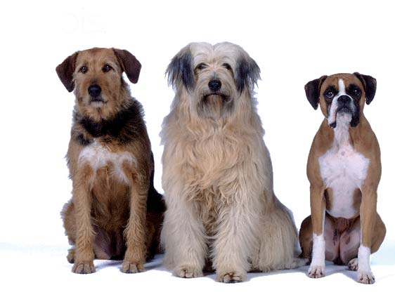 Erfolg mit Tradition. Die Entwicklung und Herstellung von Hundenahrung hat bei Pedigree eine lange Tradition.