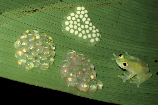 Abb. 14: Männchen der Glasfroschart Hyalinobatrachium valerioi bewachen ihre Gelege rund um die Uhr (Tropenstation der Wiener Universität La Gamba, Costa Rica) Foto: W. Hödl.