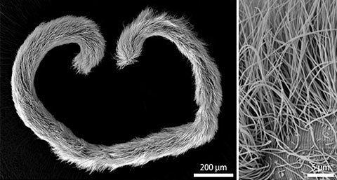 Rasterelektronenmikroskopische Aufnahme eines Eubostrichus fertilis Wurms (links). Die sichelförmigen bakteriellen Zellen sind auf seiner Oberfläche wie Schichten einer Zwiebel angeordnet (rechts).