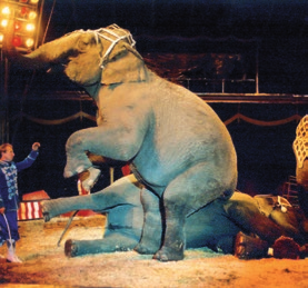 Fragwürdige Aufzucht der Tiere: Wildtiere im Zirkus werden in vielen Fällen zu früh vom Muttertier getrennt und von Menschenhand aufgezogen.