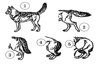 B2 Kopfhaltungen des Hundes 1 = aufmerksam, 2 = drohend, 3 = ängstlich B3 Rutenhaltungen des Hundes 1 =