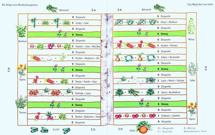 Mischkultur um zu vermeiden, dass sich die Pflanzen gegenseitig schaden und, um positive