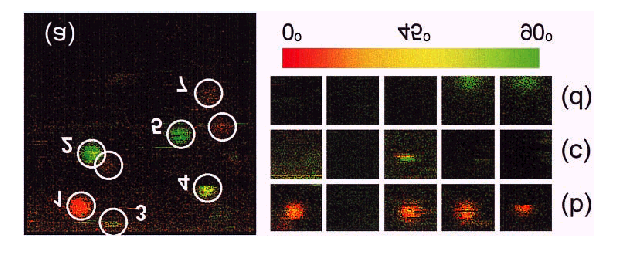 Fluoreszenz-Blinken fluoreszeierendes Protein (green fluorescent protein GFP) y 0 80