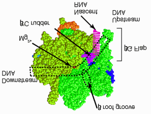 molekulare Kopiermaschine: RNA-Polymerase 2 µm RNAP krabbelt