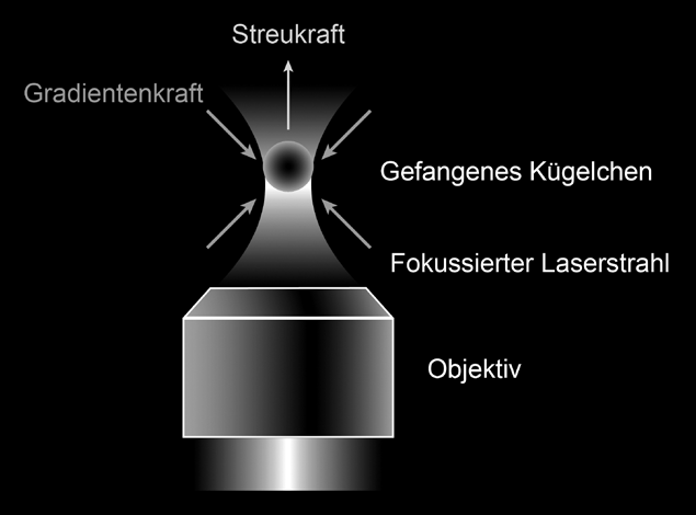 Optische Pinzetten: die Kräfte des Lichts Prof. Dr.