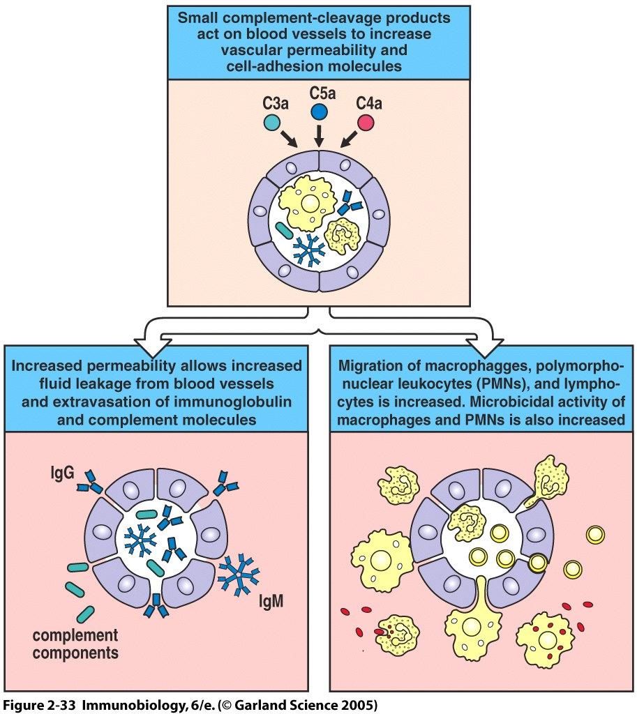 Das Komplementsystem 1) Die Entzündungsmediatoren Erhöhen vaskuläre Permeabilität und Adhäsionsmoleküle Extravasation