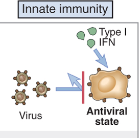 Abwehrmechanismen von Viren Natürliche Abwehr Type I Interferone: antivirale Zustand IFN-α und IFN-β: Hemmung von Virusreplikation (blockiert Virus Replikation bei infizierten Zellen und bei nicht