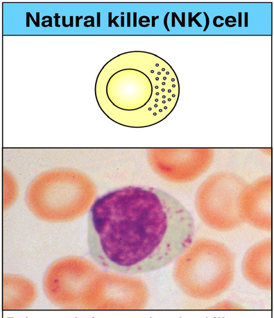 Die NK-Zellen natürliche Killerzellen Im peripheren Blut: 5-10% der Lymph.