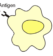 Die NK-Zellen - Mechanismus bei Erythrozyten Erythrozyten 1.