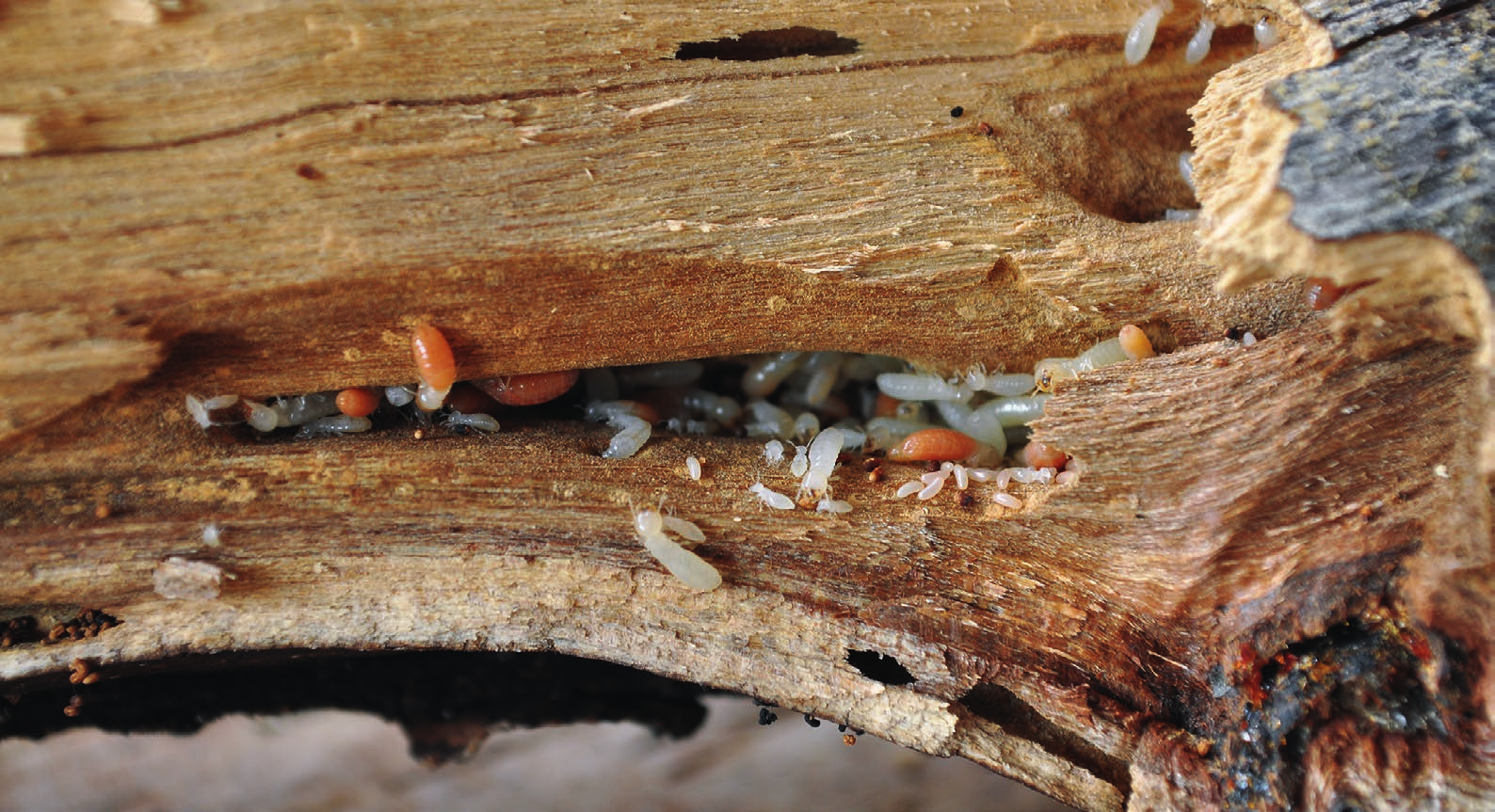 33 Termiten sind keine»weißen Ameisen«Termiten (Infraordnung Isoptera; Abb. 1) werden häufig als»weiße Ameisen«bezeichnet.