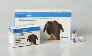Nobivac BbPi Lyophilisat und Lösungsmittel zur Herstellung einer intranasalen Suspension für Hunde Bordetella bronchiseptica-parainfluenza-lebendimpfstoff, gefriergetrocknet Zusammensetzung Eine in