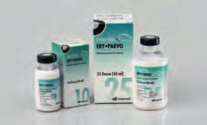 Porcilis Ery + Parvo Injektionssuspension für Schweine Rotlauf-Parvovirose-Impfstoff, inaktiviert Zusammensetzung 1 Dosis (2,0 ml) enthält: Wirksame Bestandteile: Antigenkonzentrat aus inaktiviertem,