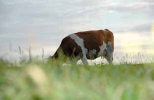 Uria-Rinder genießen ein Leben in Freiheit. Sie können nach draußen, wann immer sie wollen. Sie erleben Sonne, Regen, Schnee, Hitze und Kälte, dies macht sie widerstandsfähig und hält sie gesund.