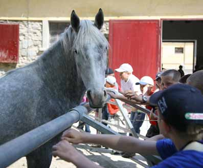 Erlebnisreiche Angebote Für gross und klein Die Liebe zu den Pferden ist im Lipizzanergestüt Piber spürbar.