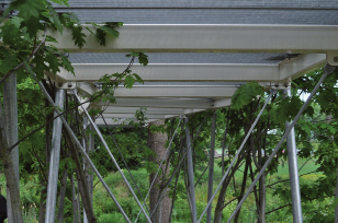 JUNI 2014 6 baubotanische Konstruktion Wachsender Steg verbindet Kunst, Technik und Natur auf sehr anschauliche Art: Noch wird der rund 18 Meter lange Steg von Stahlsäulen getragen, aber in einigen