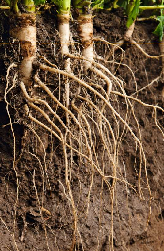 Wachsen Pflanzen stets unter optimalen Bedingungen, so benötigen sie kein großes Wurzelsystem. Wird jedoch ein Wachstumsfaktor (z.b. Wasser) limitierend, so zeigt sich die Bedeutung des Wurzelsystems.