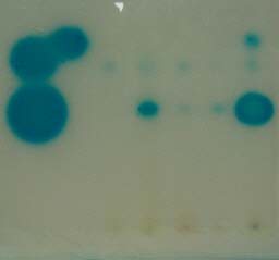 3. Ergebnisse 3.5.4 Produktion von AHL-Molekülen durch das Cyanobakterium Stamm Flo 1 Eine Anzucht von Stamm Flo 1 in ungepufferten Kulturmedien für 14 bzw.